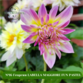 №16 Георгин LABELLA MAGGIORE FUN PASTEL 161624