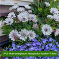 №51 Остеоспермум Margarita Double White 62/51