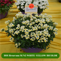 Н01 Немезия SUN2 WHITE-YELLOW BICOLOR 20335