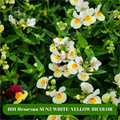 Н01 Немезия SUN2 WHITE-YELLOW BICOLOR 20335