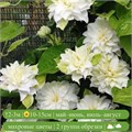 Клематис Дачес оф Эдинбургер (Duchess of Edinburgh) usp25-61