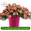 №92  Калибрахоа Candy Shop Candy Bouquet 92/283