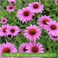 Эхинацея Панама Розе (Panama Rose) М4-25576
