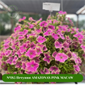 №185 Петуния AMAZONAS PINK MACAW 185/324