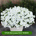 №139 Петуния RAY White 139/113