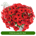 №136 Петуния RAY Red 136/110