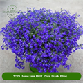 №19 Лобелия HOT Plus Dark Blue 25587