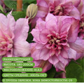 Клематис Инносент Блаш (Innocent Blush) usp25-62