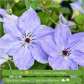 Клематис Скайфолл (Skyfall) usp25-70