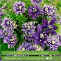 Клематис Тайга (Taiga) usp25-71