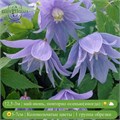 Клематис (княжик) Сесиль (Cecile) usp25-75