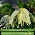 Клематис (княжик) Лемон Дрим (Lemon Dream) usp25-83