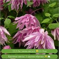 Клематис (княжик) Пинк Дрим (Pink Dream) usp25-88