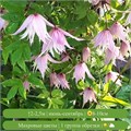 Клематис (княжик) Пинк Свинг (Pink Swing) usp25-89