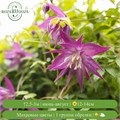 Клематис (княжик) Перпл Сюрпрайз (Purple Surprise) usp25-91