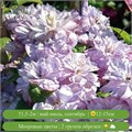 Клематис крупноцветковый Анна Чойс (Anna`s Choice) 25429