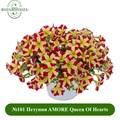 №101 Петуния AMORE Queen Of Hearts 3203