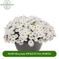 №105 Петуния SWEETUNIA WHITE 105/32287