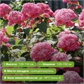 Гортензия древовидная  Пинк Аннабель (Pink Annabelle) 25595