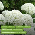 Гортензия древовидная Стронг Аннабель (Hydrangea arborescens Strong Annabelle) 25596