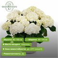 Гортензия крупнолистная Хай® Кристалл Пэлас(Hydrangea macrophylla Hi Chrystal Palace) USP-26-09