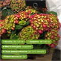 Гортензия крупнолистная Гортензия Хай® Файр (Hydrangea macrophylla Hi Fire) USP26-11