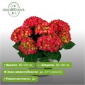 Гортензия крупнолистная Гортензия Хай® Торнадо (Hydrangea macrophylla Hi Tornado) USP-26-08