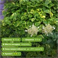 Гортензия вьющаяся черешковая Миранда  (Hydrangea petiolaris Miranda) USP26\24