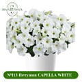 №113 Петуния Capella White Imp. 113/32233