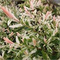 Ива цельнолистная Хакуро Нишики (Hakuro-nishiki) 25599