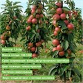 Яблоня колоновидная Триумф spp25-21