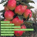 Яблоня колоновидная Луч spp25-18