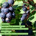 Ирга Нортлайн 25433