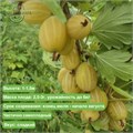 Крыжовник Куршу Дзинтарис МClone25-1