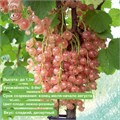 Смородина розовая Голландская spp25-77