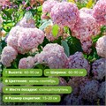 Гортензия древовидная Кандибелле Баблгам (Candybelle Bubblegum) rashag4