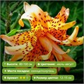 Лилия Флоре Плена (Flore Plena) тигровый гибрид N24-9