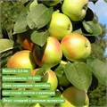 Яблоня колоновидная Янтарное ожерелье spp25-22