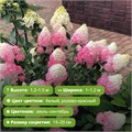 Гортензия метельчатая Сандей Фрайз (Sundae Fraise) 25076