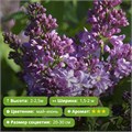 Сирень обыкновенная Маршал Бирюзов 25291