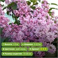 Сирень Олимпиада Колесникова 25292