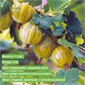 Крыжовник Хинномаки Голд (Hinnonmäki Gul) 25627