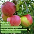 Яблоня Уэлси SPP_24_8