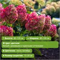 Гортензия метельчатая Колорфул Коктейль (Colourful Cocktail) 25741