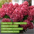 Гортензия метельчатая Меджикал Монте Верде (Magical Monte Verde) 25742