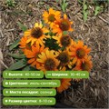 Эхинацея Прима Саффрон (Prima Saffron) 25743