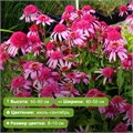 Эхинацея Пинк Дабл Делайт (Pink Double Delight) 25744