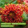 Гайлардия Дабл Флейм (SUN BUDDIES DOUBLE FLAME) 25745