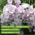 Флокс метельчатый Зимнее Утро 25746