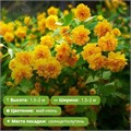 Керрия японская Пленифлора (Pleniflora) NM25-5